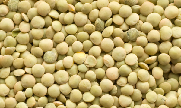 LENTILS-5-600x360-1