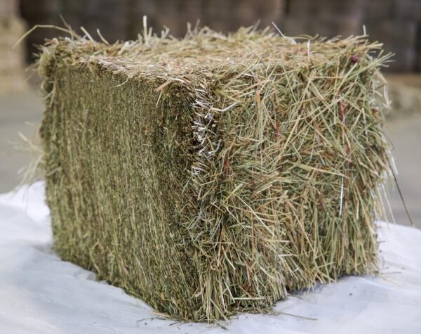 Compressed-Bermuda-Hay-Bales-for-sale-in-Bulk-at-wholesale-cost--600x475
